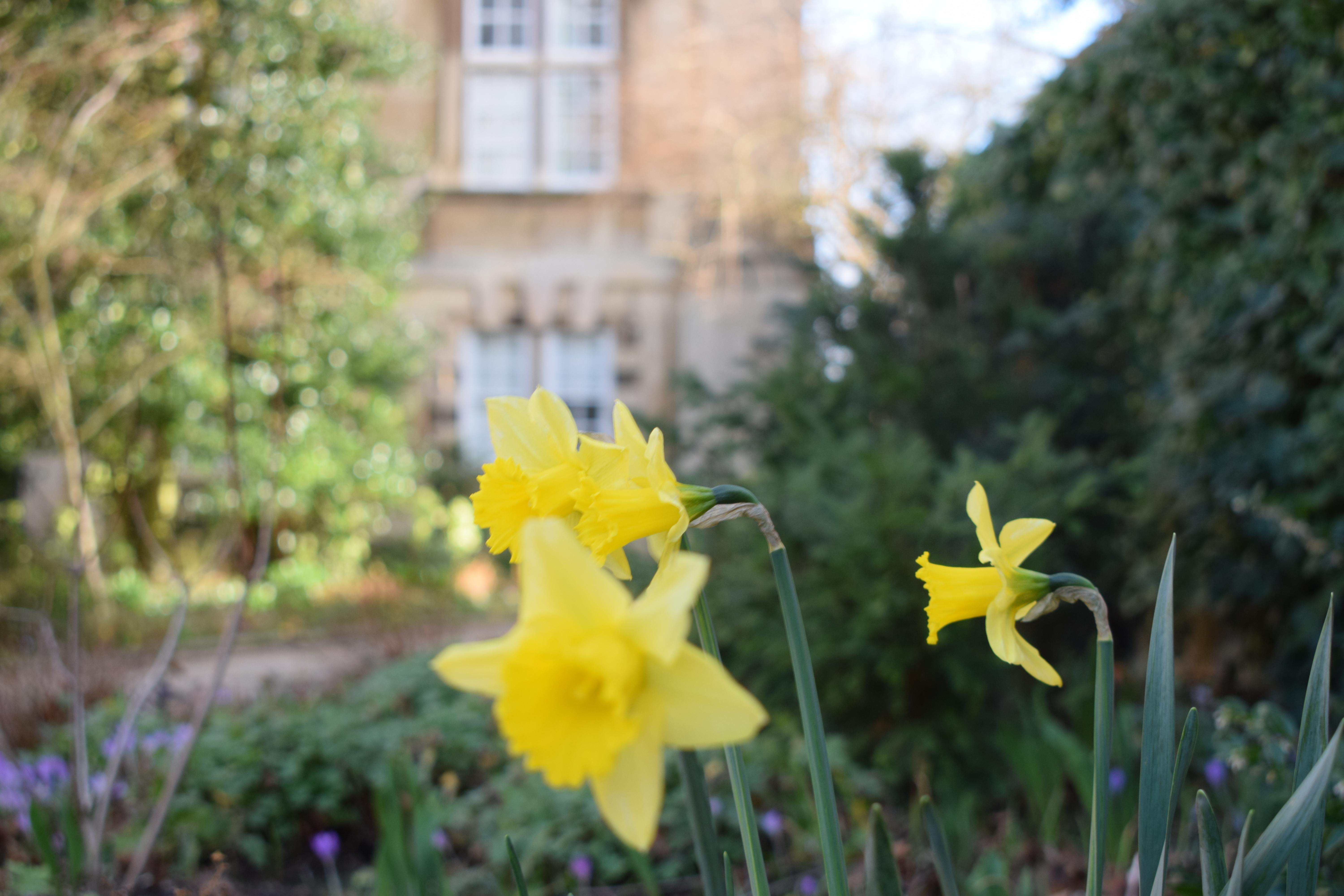 Daffodils